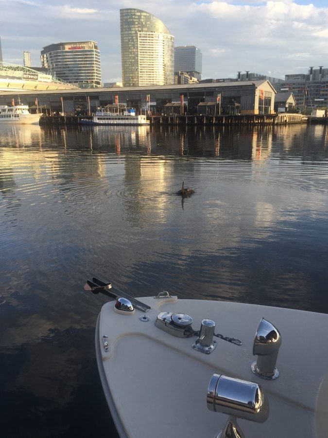 is there a seal in the yarra river waters